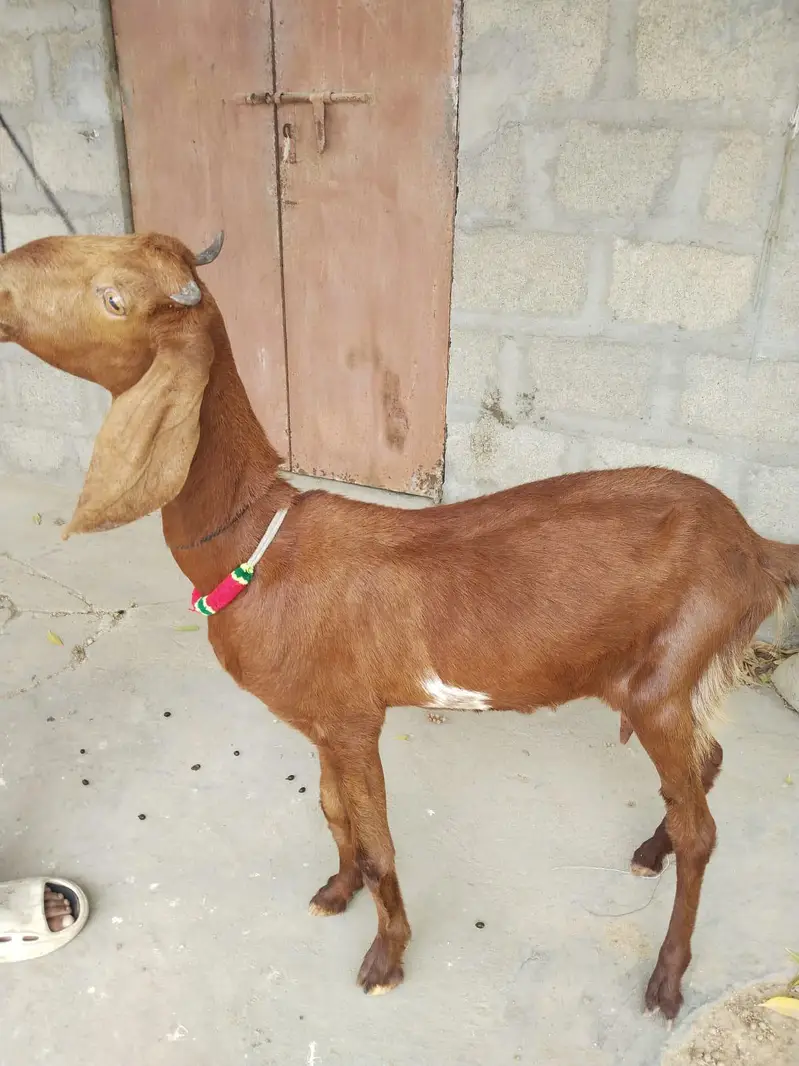 Goat For Sale — photo 3