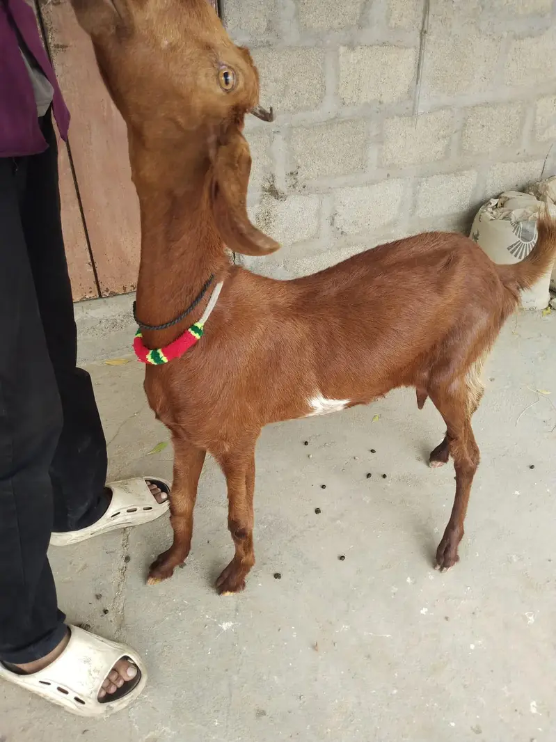 Goat For Sale — photo 5