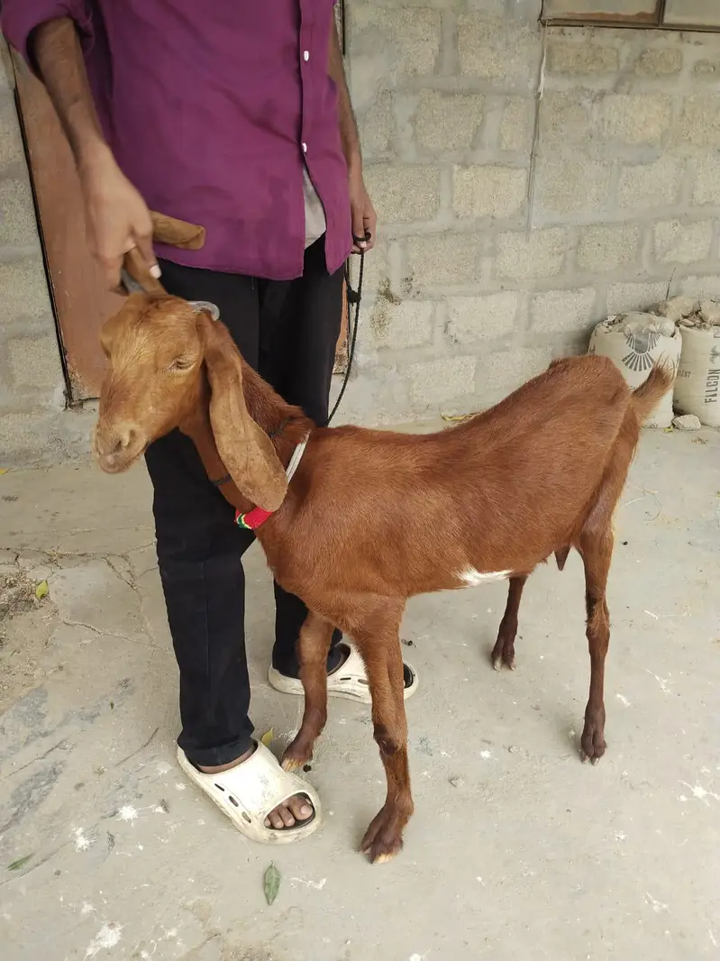 Goat For Sale — photo 6