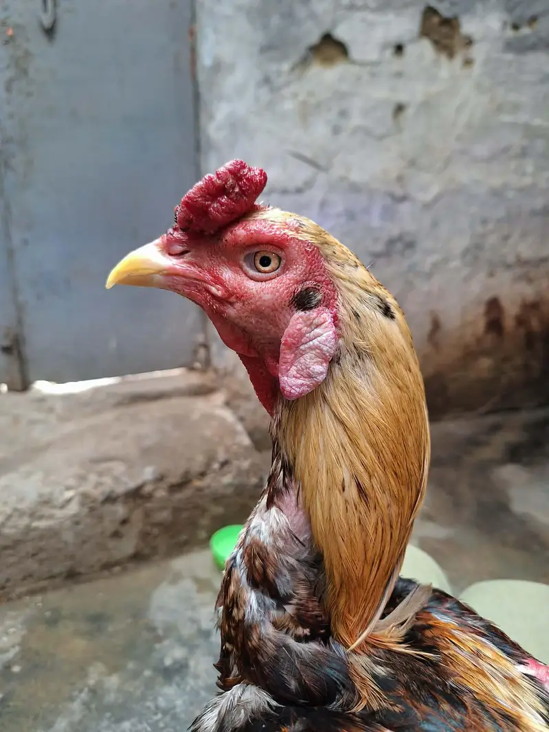 Masha Allah high quality jawa wait ankh nok nalie mian — photo 4