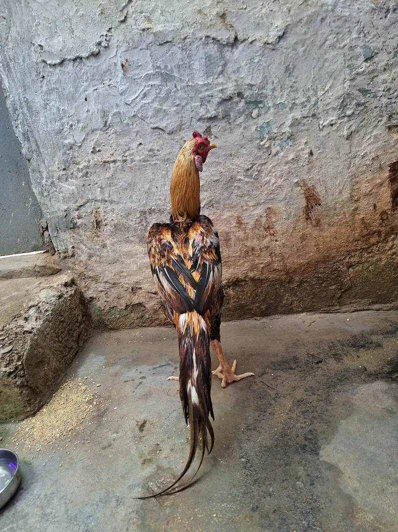 Masha Allah high quality jawa wait ankh nok nalie mian — photo 7