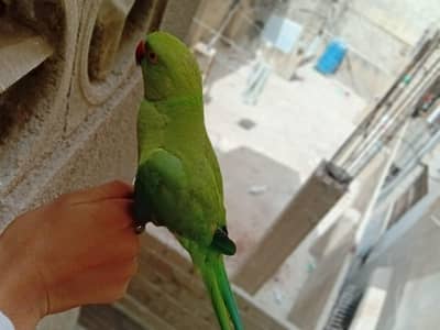 ringneck