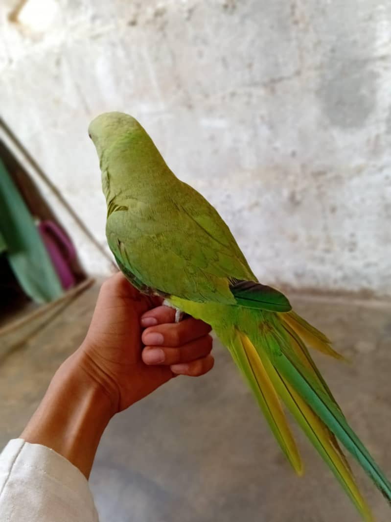 ringneck 1