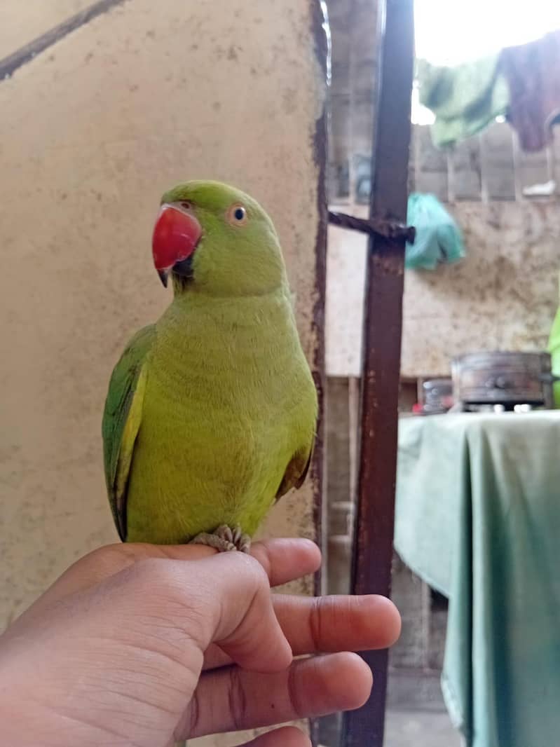 ringneck 2