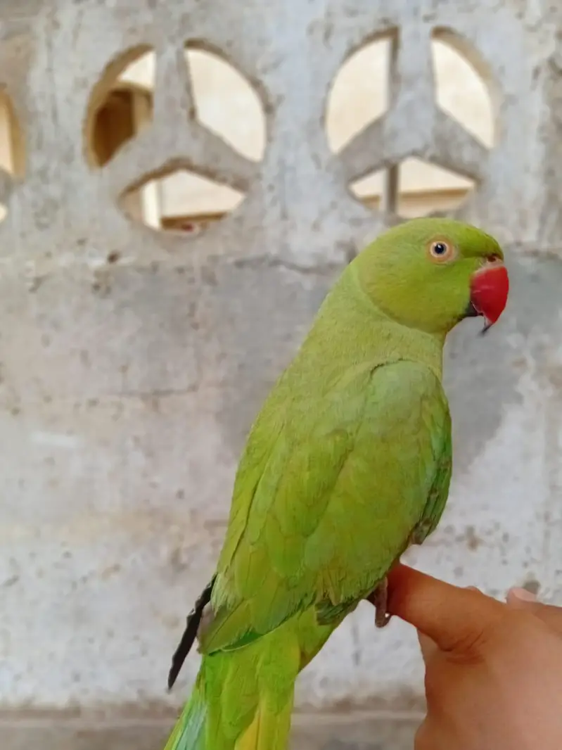 ringneck — photo 4