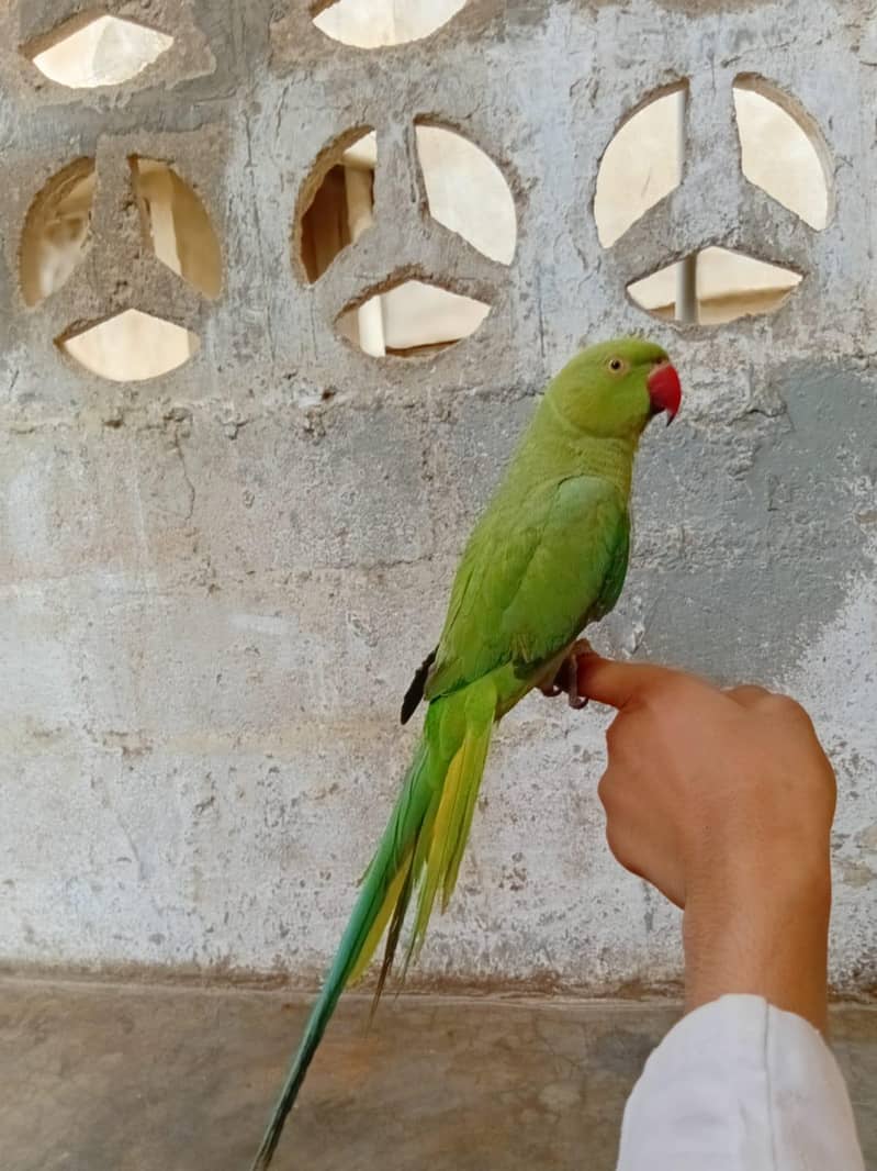 ringneck 4