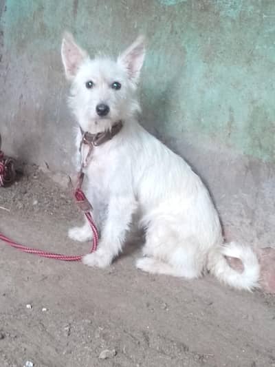 sitzu cross poodle femail for sale