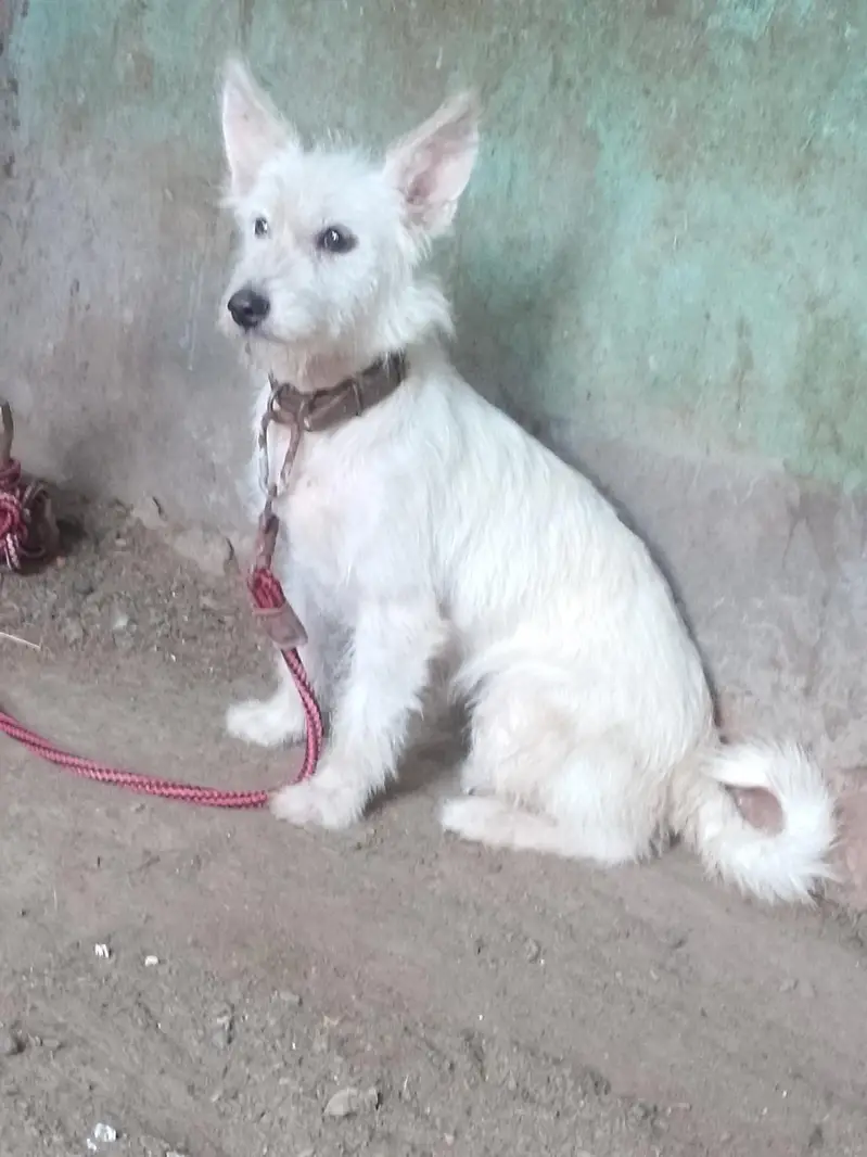 sitzu cross poodle femail for sale — photo 2