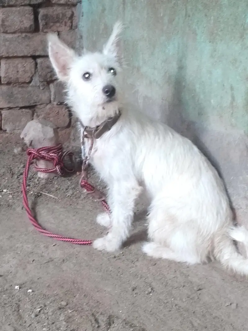 sitzu cross poodle femail for sale — photo 3