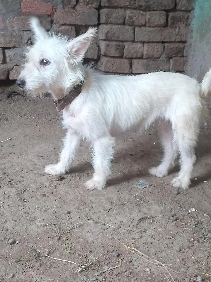 sitzu cross poodle femail for sale — photo 4