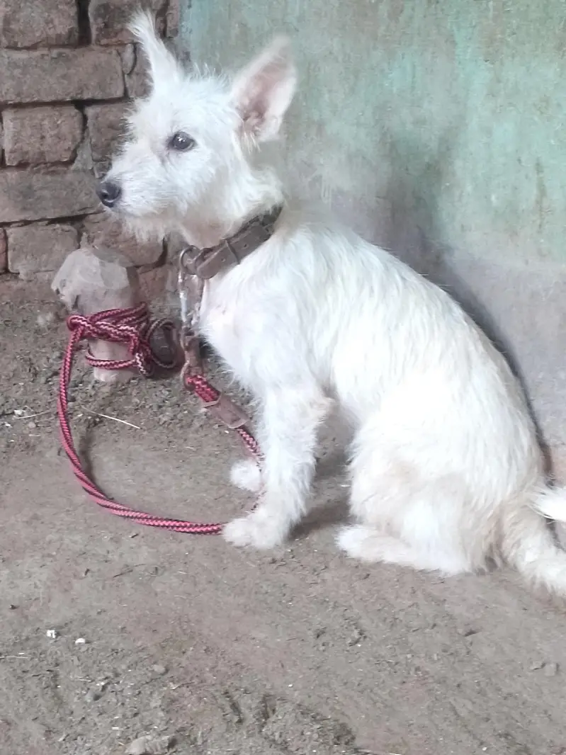 sitzu cross poodle femail for sale — photo 5
