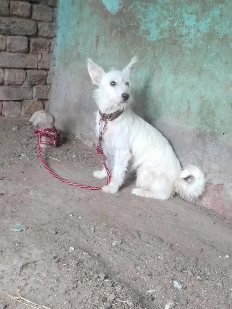 sitzu cross poodle femail for sale — photo 6