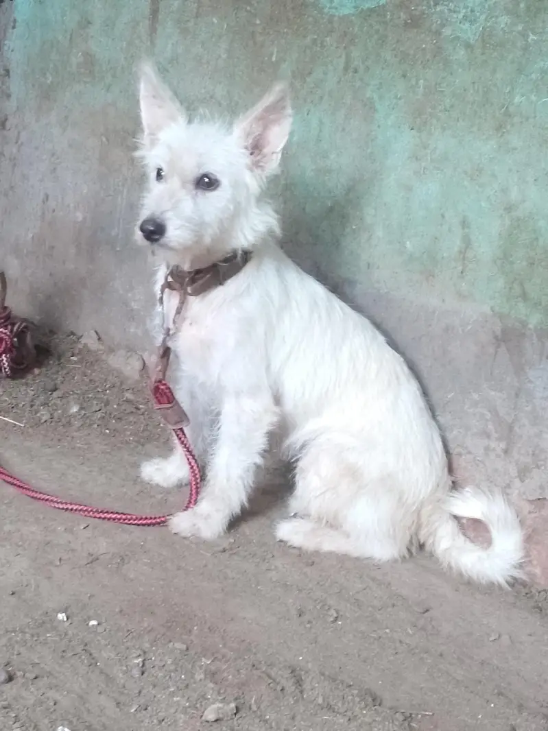 sitzu cross poodle femail for sale — photo 7