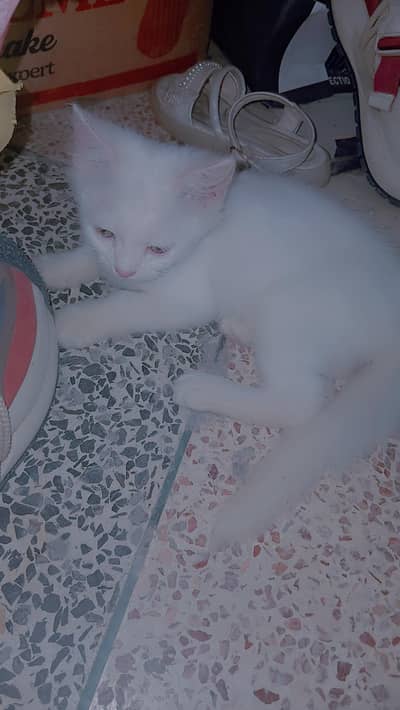 parshian cat