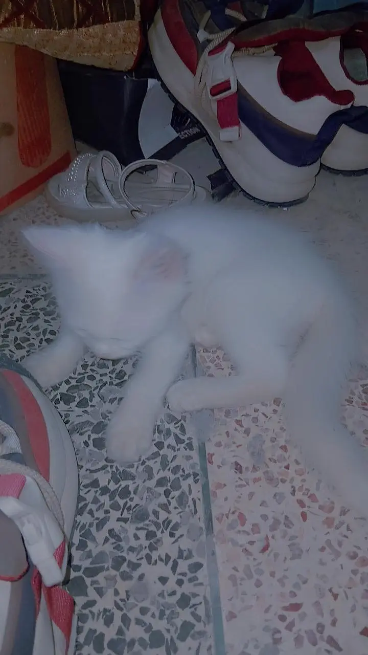 parshian cat — photo 2