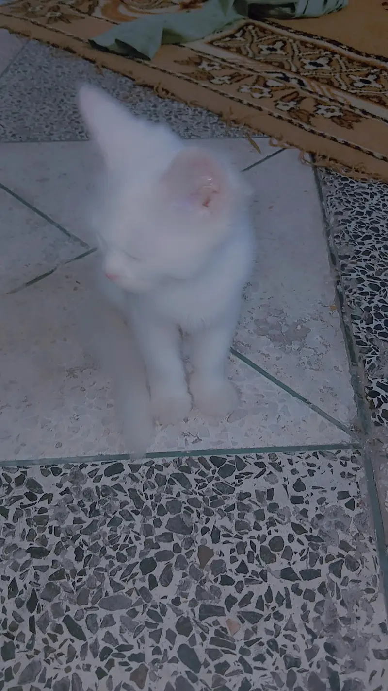parshian cat — photo 3