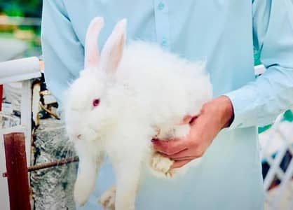 angora rabbits