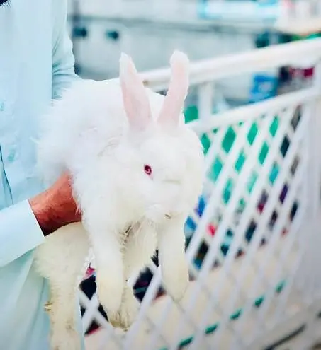 angora rabbits — photo 2