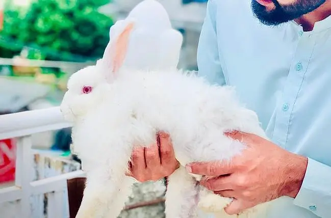 angora rabbits — photo 3