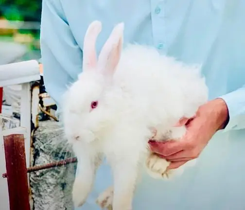 angora rabbits — photo 4