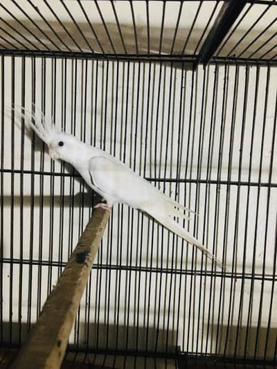 Eno Red Eye Cockatiel male | Beautiful & Healthy Cockatiel