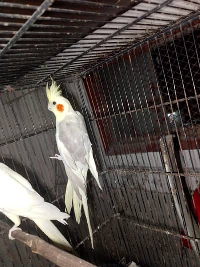cream ki female ha or cream pied ka male ready to breed pair.