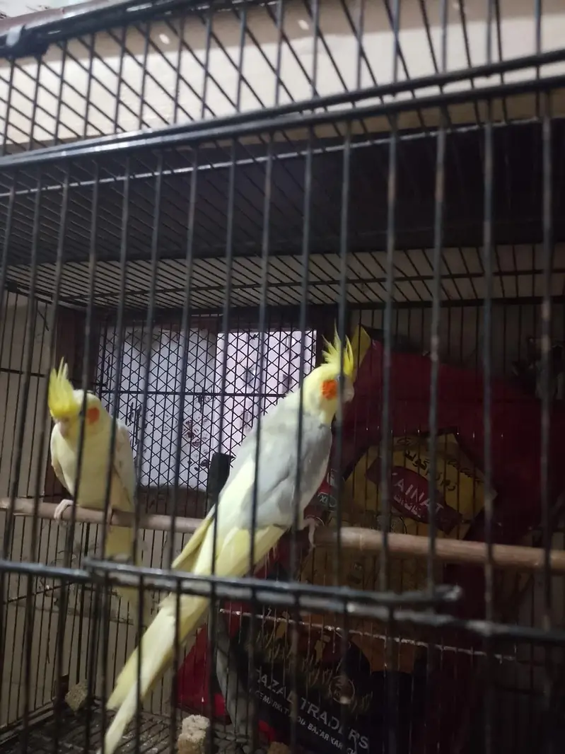 cream ki female ha or cream pied ka male ready to breed pair. — photo 3