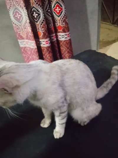 cat 03094279182