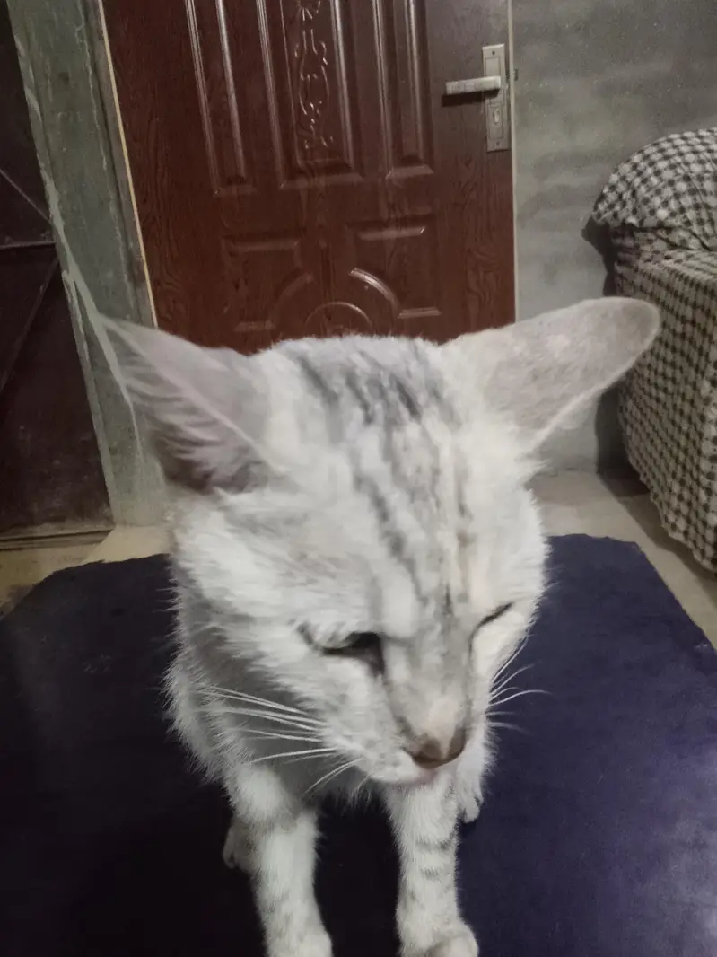 cat 03094279182 — photo 2