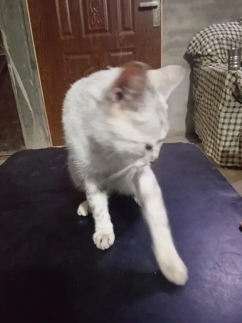 cat 03094279182 — photo 3