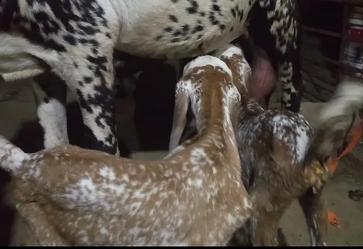 Goat with two very — photo 3