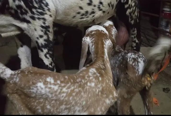 Goat with two very — photo 4