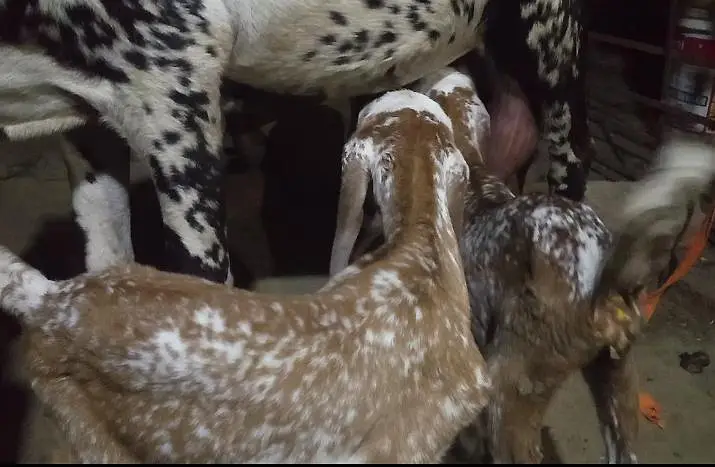 Goat with two very — photo 5