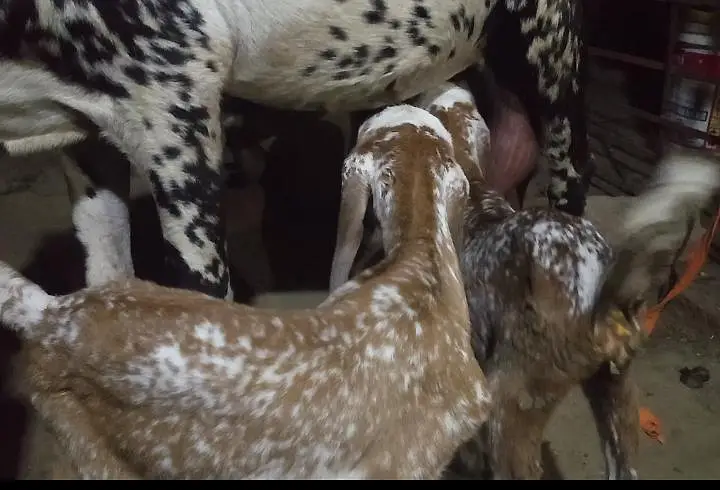 Goat with two very — photo 6