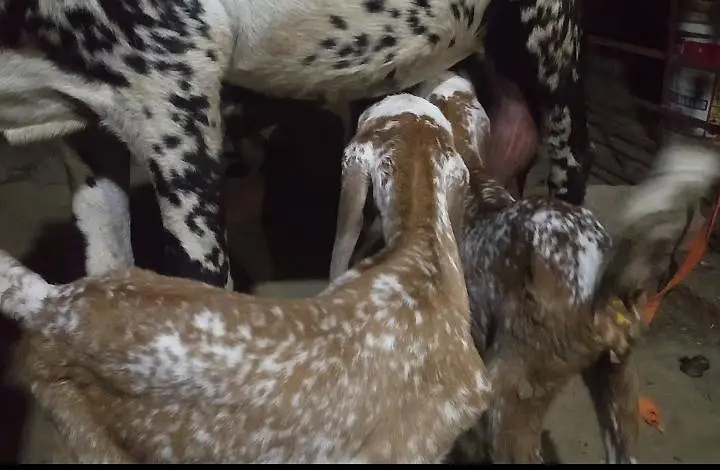 Goat with two very — photo 7