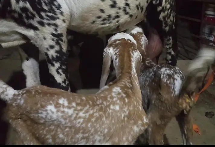 Goat with two very — photo 8