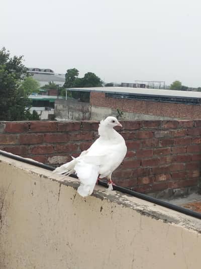 fancy Indian Fantail female pigeon for sale
