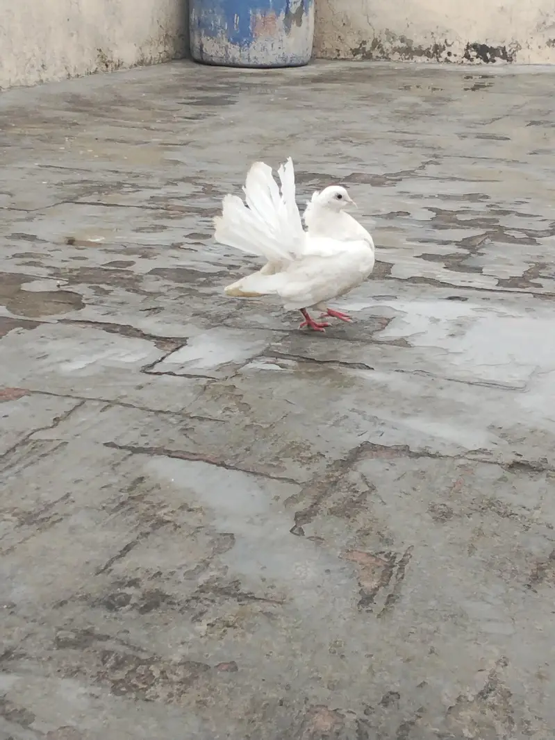 fancy Indian Fantail female pigeon for sale — photo 2