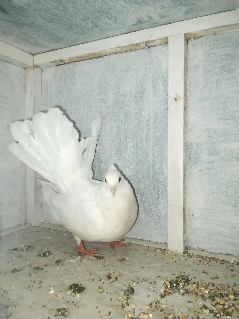 fancy Indian Fantail female pigeon for sale — photo 3