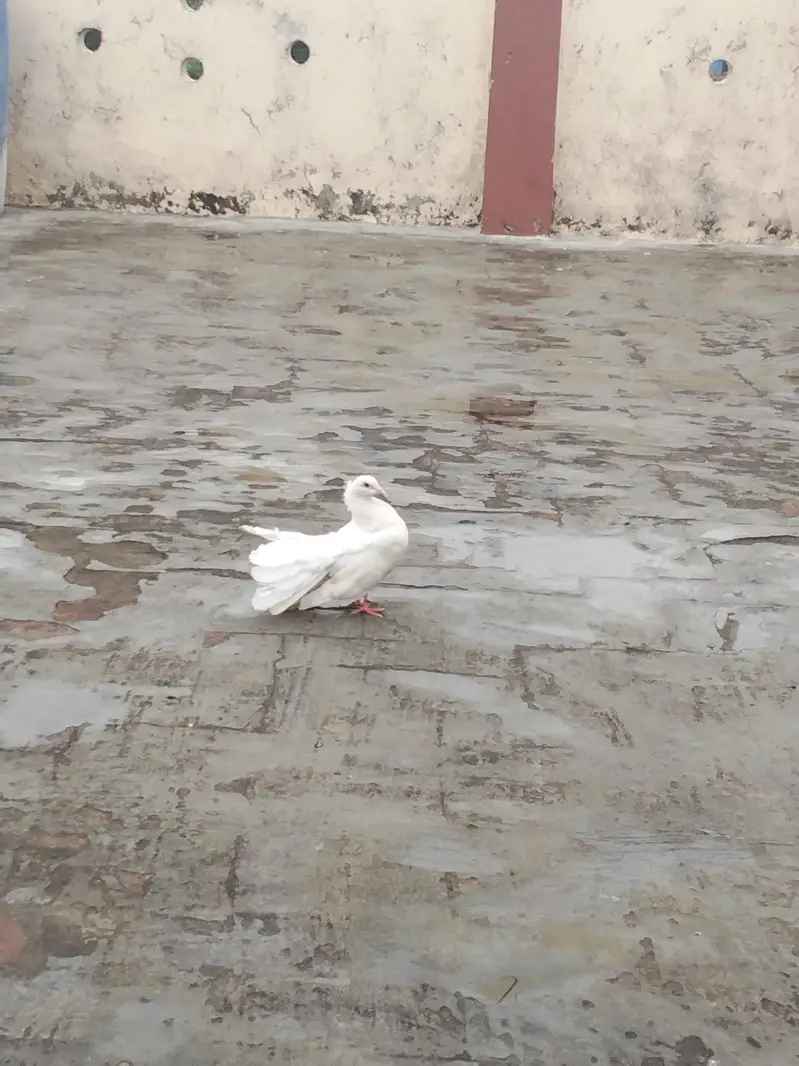 fancy Indian Fantail female pigeon for sale — photo 4