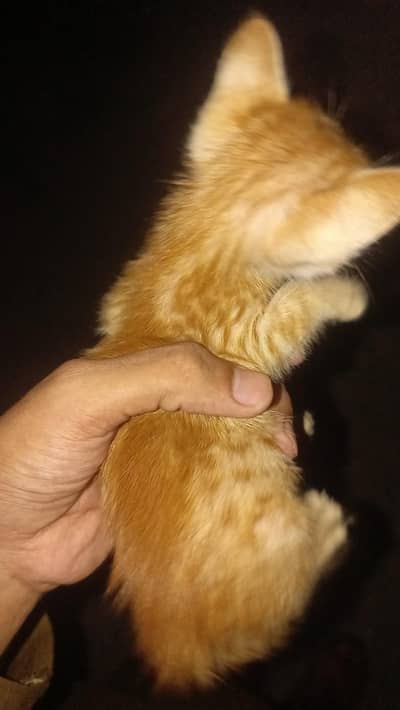 I sell my cut cat wathsspp number 03199069217