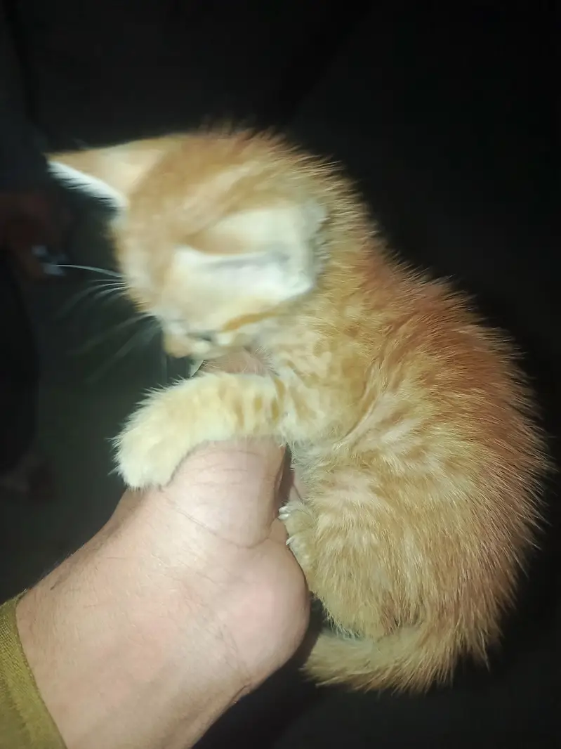 I sell my cut cat wathsspp number 03199069217 — photo 2