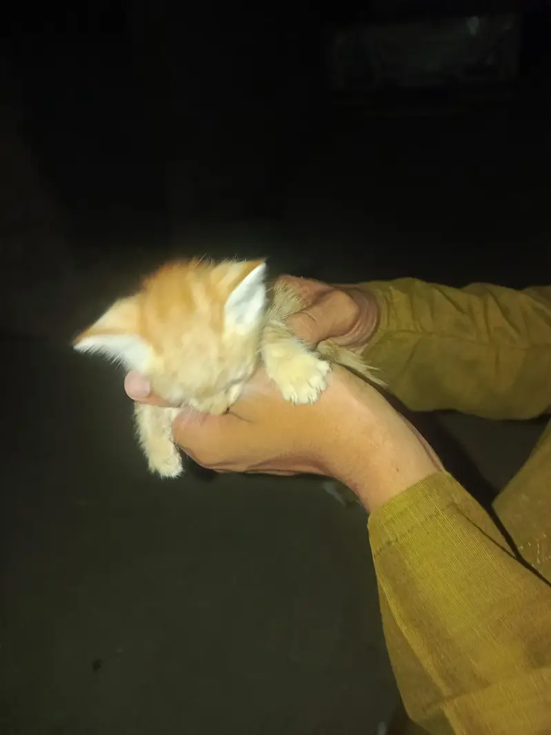 I sell my cut cat wathsspp number 03199069217 — photo 3