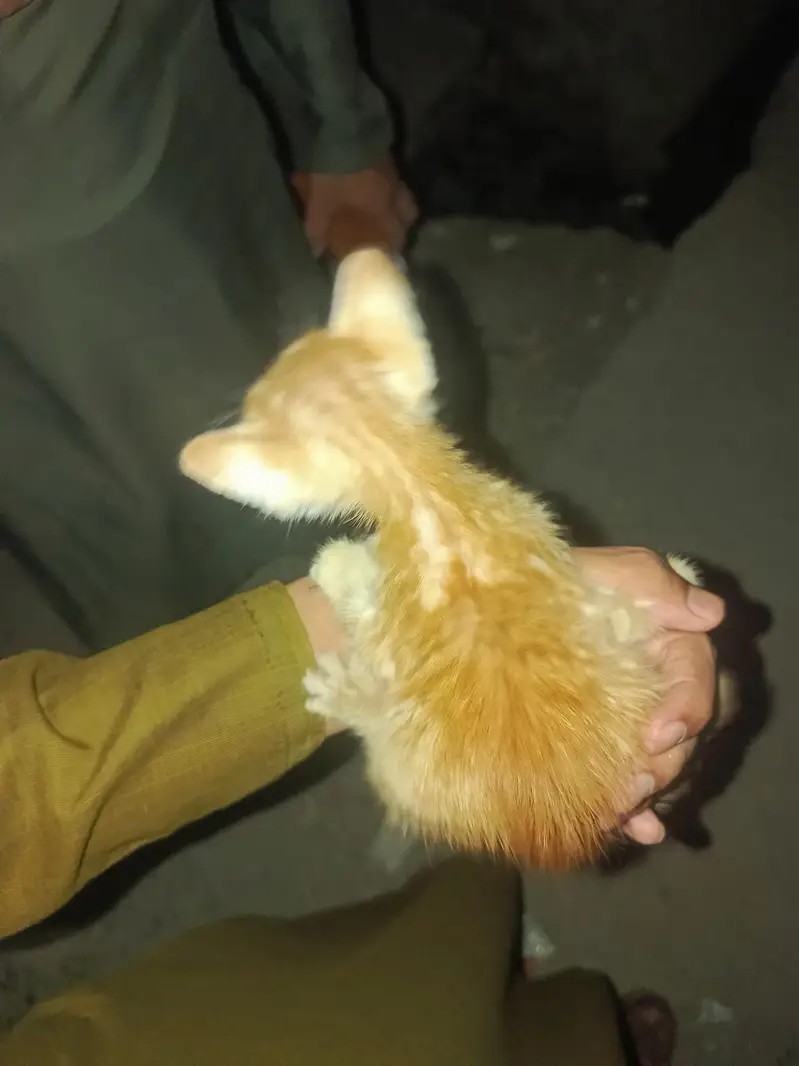 I sell my cut cat wathsspp number 03199069217 — photo 4