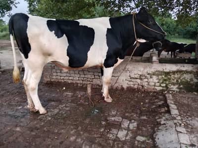 Holstein fresian