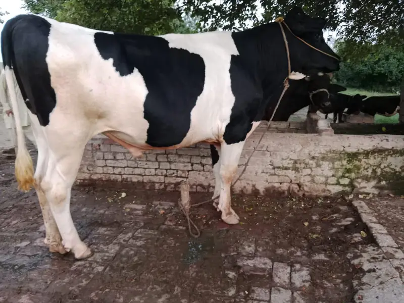 Holstein fresian — photo 2