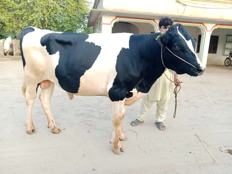 Holstein fresian — photo 3