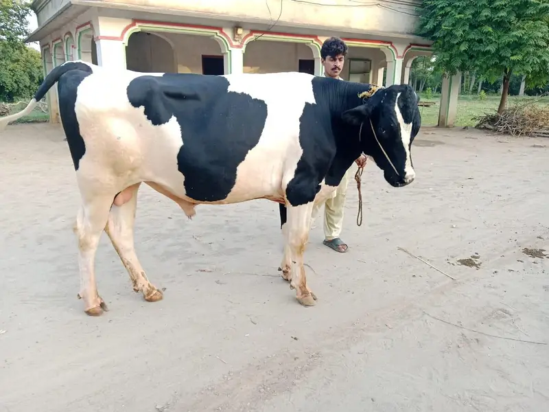 Holstein fresian — photo 4