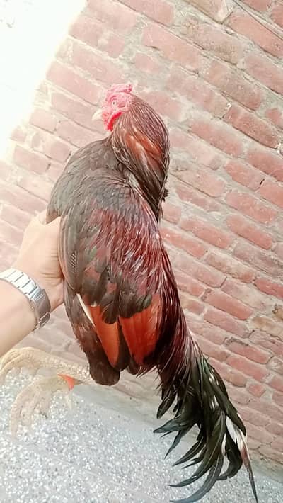 Aseel mianwali murga and murgi