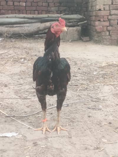Aseel mianwali murga and murgi